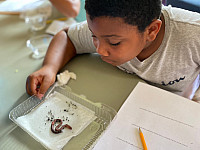 Brockport Summer Learning student inspecting an earthworm and taking notes for an assignment.